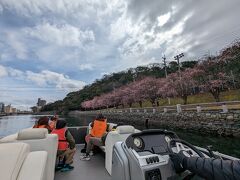 ちょっとまだ満開では無く6分咲きらしい。徳島固有の桜、蜂須賀桜とのこと。満開で天気がいいとさぞ綺麗だったに違いない。