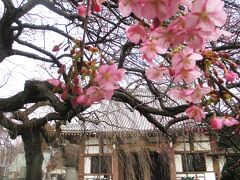 既に河津桜が満開でしたが、本堂前の枝垂れ桜も咲いたら見事でしょうね