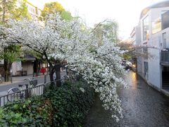 高瀬川の桜