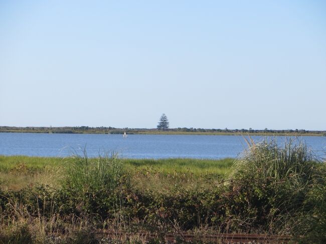 08:04<br />Whakaki Lagoon湖の向こう岸に大木が見えます。