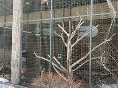 円山動物園 フクロウとタカの森