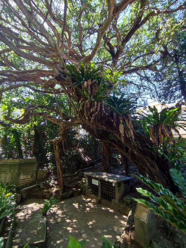 帰りは座喜味のバス停（グスクから徒歩7分くらい）から那覇に帰る。<br /><br />バス停への途中、パワーに惹きつけられて寄り道したウェンダカリガー（井泉）。<br />お正月の若水を汲んだ泉だったそう。