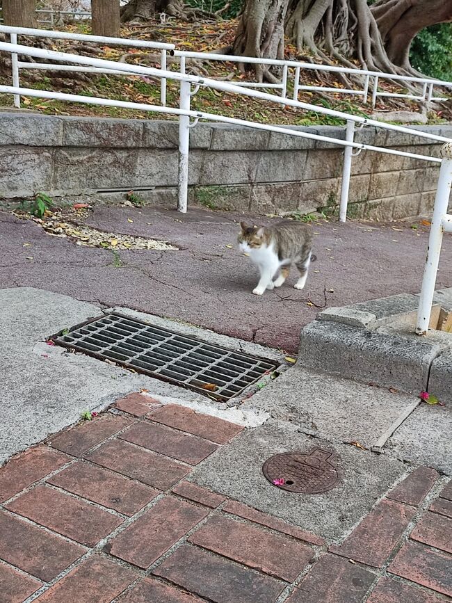 一人でぼーっとしていたら、野良猫がやってきた。