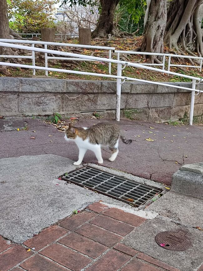 どこに行くのか見ていたら。