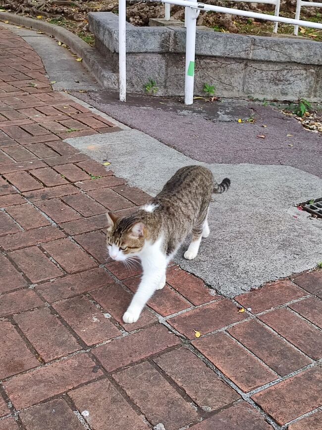 なんかだんだん私の方に来て。