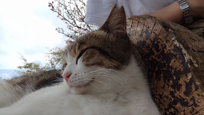 とりあえず、餌は持っていないことを告げると、そのまま微睡モードに入る猫。