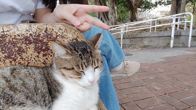 せっかくなので記念撮影。<br /><br />この時間が一番幸せだった。<br /><br />因みに私は動物大好きですが、猫アレルギーなので触りません。<br />そういうのが分かるのか、結構ノラ猫にまとわりつかれます。