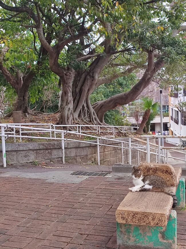 識名園へのバスの時間が来たので、猫にお別れ。