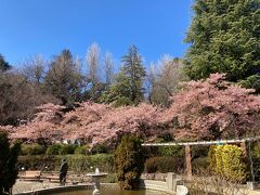でも、河津桜が咲いてます。
だいぶん、散ってるけど、まだまだきれいです。