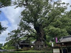 でも、境内にある楠木は樹齢１６００年はあるそうで、神社の歴史より古い。