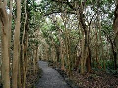 群生林に入ると、藪椿の樹が森を作っている。ほとんどが椿の樹だが、思ったよりも背が高いので、花が見えない。これでは、薄暗い森の中を歩いているだけである。萩城の鬼門に当たる笠山は、毛利氏により伐採禁止とされたため、椿などの原生林となっていたそうだ。明治になり、禁が解かれたため、多くの樹々が伐採されたが、伐採を繰り返すうちに、椿の群生林が出来上がったそうである。