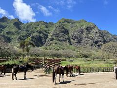 ノースショアへ向かう途中、クアロアランチを見学