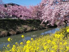 東鷲宮駅から徒歩17分くらいで青毛堀川沿い河津桜の桜並木で約2500ｍ続きます、この後宇都宮へ