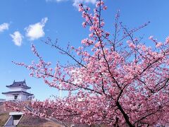 もう一つの櫓の晴明台と河津桜です、後1週間くらいは見頃が続きそうですね