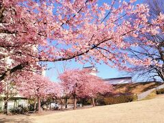 富士見櫓に河津桜良いですね、お城で一番河津桜が多いのは宇都宮城かもしれないですね
