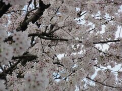 小野上温泉公園の桜も満開。