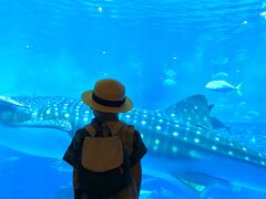 美ら海水族館といえばこちら！ジンベイザメ。

大き過ぎて写真に収まりきれません。笑
時計回りに悠々と泳いでいて迫力満点でした！