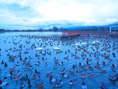 水原代官所のすぐ近くにある「瓢湖」です。
白鳥やカモやガンなどがタバになって飛来す
る場所との事で、グェグェガーガー！！と賑や
かな景色です。