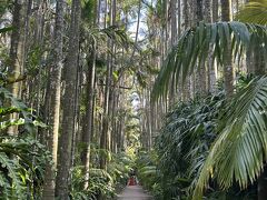 まずは18:00クローズの植物園エリアへ。
”ユスラヤシ並木”

奥のほうに結婚式？の撮影している人たちが小さく見えると思います。
このヤシすごい高さ。