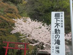 不動滝の入り口のところにも桜が咲いています。