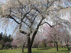 赤城南面千本桜まつり