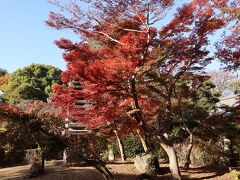 暖冬でまだ紅葉が残っているようで、今年最後の紅葉を見ようと千葉の紅葉スポットに行ってみました。
まず到着したのが東漸寺。