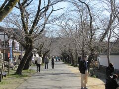 駐車場から「長屋門」へは桜並木の「杉の馬場」を歩いて行きます。車両も通行しますので注意してくださいね。花見の時期には美しい桜が咲くことでしょう。