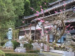 豊臣秀吉が滞在したと伝わる「西念寺」で境内には春の訪れを表現する梅が咲いていました。