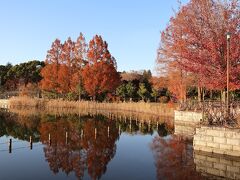 続いて向かったが千葉県立柏の葉公園。