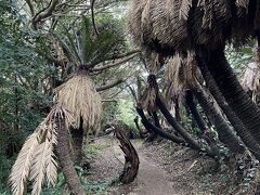 展望所から下に降りて行くとソテツトンネル。