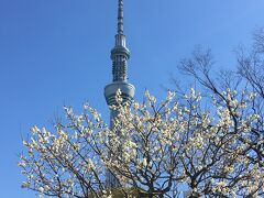 梅の花が咲き誇る隅田公園にやってきました。
