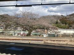 駿河小山駅の金太郎桜。
咲き始めかな。

天気が良いので、車窓からぼんやり川や山を眺めたり楽しいです。