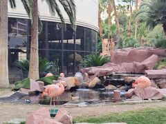 フラミンゴかわいい