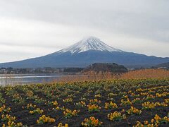 河口湖の富士山スポット「大石公園」へ。外国人がたくさんいらっしゃった