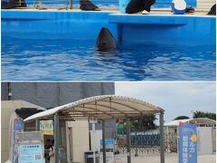 公園の一番北には「美ら海水族館」があります。
美ら海水族館の屋外エリアは、無料で入れるのご存じでしたか？

イルカラグーンがあり、ショーをやっていたり、時間によってはエサをあげることもできます(有料)。