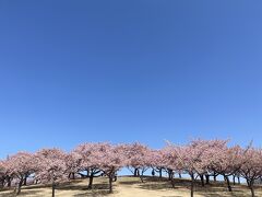 https://4travel.jp/dm_shisetsu_tips/15136021

この時の曇り空がどうしても納得できなくて再訪してきました！

やっぱり空が青いと一層綺麗に見える河津桜。
いせさき市民のもり公園に行ってきました。


