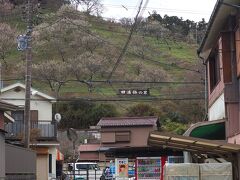 田浦梅の里