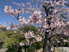 鶴岡八幡宮の敷地内、池の横に早咲きの桜が咲いていました。