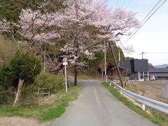 観音桜