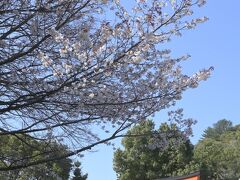 　　　　和歌の神様をまつる「玉津島神社」では

　　　　思いもかけず、早咲きの「魁（さきがけ）桜」と出会う

　　　　　