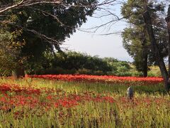 この日やって来たのは邑楽町の恩林寺。
彼岸花の名所を探していてヒットしたので訪問しました。
