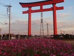 この日は帰路、小泉稲荷神社の大鳥居の周辺に咲いているというコスモスを見に立ち寄りました。