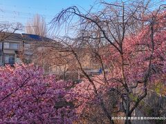 淀水路の河津桜