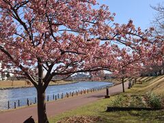 2/28、河津桜の名所を探していて、墨田区・旧中川水辺公園の写真が刺さってしまい、何とかここに行きたい、この景色を自分の目で見たいと、開花状況を調べてそろそろ見頃かなって思って訪問しました。