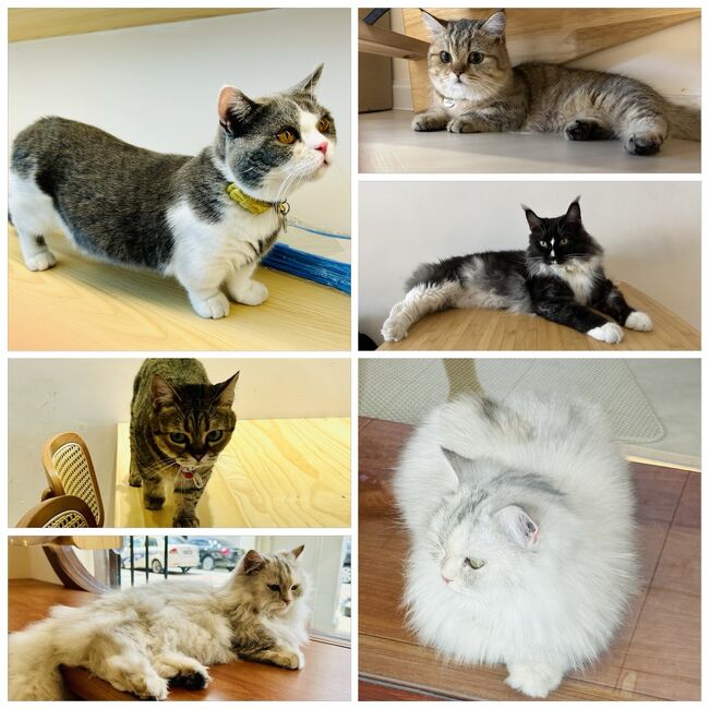 快適で清潔な環境で、猫たちも可愛くて愛おしくて…<br />居心地が良くて、とても気に入りました！