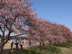 3/4、この日は、河津桜としては結構長い桜並木とのことで、八千代の新川千本桜を知り、満開には少し早いかもと思いつつ訪問しました。