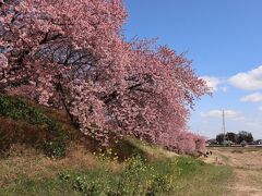 次に向かったのは、今日のメインと思っていた深谷の榛の森公園。
ここも、ここ数年訪れていて、ようやく満開の時に訪問できました。