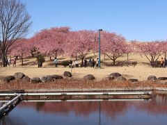 3/7、この日は、ここ数年通っている伊勢崎・みらい公園へ。
サクッと見て次に向かうはずでしたが、