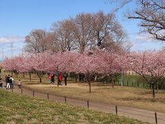 3/10、この日は、河津桜も咲いているというので、桜と菜の花の名所、幸手の権現堂桜堤に訪問しました。