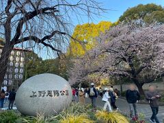 上野動物園へ向かう途中、上野恩賜公園を通りかかると、しだれ桜が開花していました。

